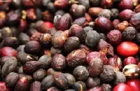 非洲精选庄园：埃塞俄比亚-耶加雪夫-单一庄园咖啡豆