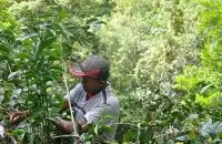 巴拿马BOP:去巴拿马寻找世界最佳咖啡豆-2017Best of Panama