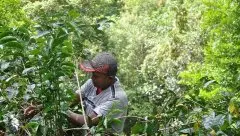 巴拿马BOP:去巴拿马寻找世界最佳咖啡豆-2017Best of Panama