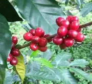 亚洲系咖啡产地-“斯里兰卡、峇里岛、中国云南咖啡”发展对比