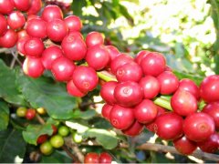 哥伦比亚咖啡风味特性介绍 星巴克为什么选择哥伦比亚咖啡豆