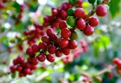 哥伦比亚咖啡世界闻名的原因：自然条件优越、加工手法独特