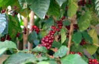 墨西哥咖啡农业生态学研究与墨西哥有机咖啡小农尊严
