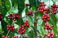 星巴克为什么会选危地马拉安提瓜咖啡豆？最负盛名的安提瓜咖啡