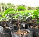探访危地马拉安提瓜咖啡庄园 简直阿拉比卡嫁接罗布斯塔咖啡树
