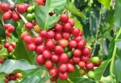 杯测94分的埃塞俄比亚日晒耶加雪菲G1孔加合作社咖啡豆推荐