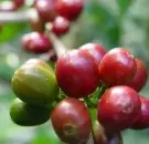 哥伦比亚瑰夏Geisha咖啡 哥伦比亚希望瑰夏-希望庄园精品咖啡豆