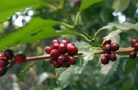 哥伦比亚圣殿（圣徒阿里欧）庄园瑰夏水洗 买过最贵的咖啡豆！