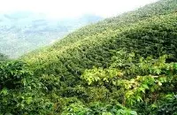 各个产区是如何采摘咖啡樱桃的 咖啡只要在咖啡带种植就可以了吗