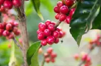 瑰夏咖啡豆的来历 Geisha起源文明国际的过程 闻名庄园 翡翠庄园