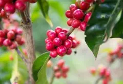 瑰夏咖啡豆的来历 Geisha起源文明国际的过程 闻名庄园 翡翠庄园