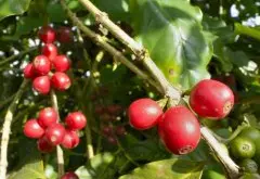 巴西咖啡豆品牌推荐 巴西咖啡豆怎么做咖啡 巴西咖啡豆品种