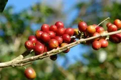 肯尼亚咖啡豆推荐 纯SL品种的肯尼亚咖啡豆 肯亚aa咖啡特点鲜明