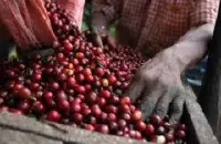 星巴克肯尼亚咖啡豆和哥伦比亚咖啡豆的区别 肯尼亚咖啡风味