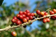 肯尼亚咖啡豆有哪些特点 肯尼亚AA咖啡瑕疵率 肯尼亚咖啡豆烘焙