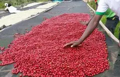 肯尼亚咖啡简史：肯尼亚咖啡起源 如何鉴赏肯尼亚咖啡风味