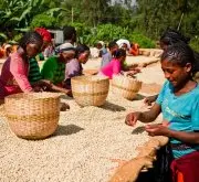 肯尼亚咖啡分级制度 肯尼亚特产SL28&34咖啡品种 肯尼亚咖啡产地