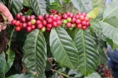 哥斯达黎加红蜜口感风味爆炸 哥斯达黎加拉哈斯红蜜处理咖啡介绍