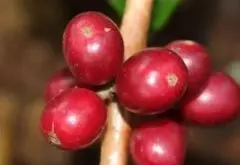 危地马拉薇薇特南果产区天意庄园帕尔湖咖啡豆信息冲煮参数