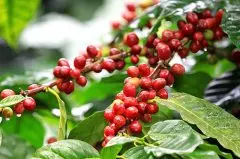 Pacamara(帕卡玛拉)品种的出现 萨尔瓦多咖啡品质改革
