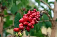 布隆迪咖啡品质最好的在哪 独特的布隆迪风味介绍