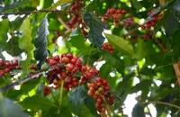 星巴克卢旺达咖啡豆故事产地风味特点