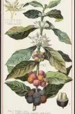 细说哥斯达黎加蜜处理 红黄黑白蜜处理法后咖啡豆分级及味道差异