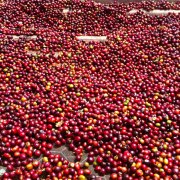 欧若米亚水洗西达摩G1咖啡味道怎么样 谷吉产区水洗狮子王咖啡豆