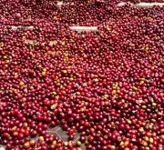 欧若米亚水洗西达摩G1咖啡味道怎么样 谷吉产区水洗狮子王咖啡豆