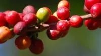 水洗耶加雪菲生咖啡豆处理流程 耶加雪菲副产区金蕾娜安巴雅咖啡