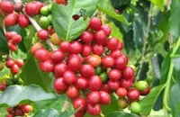 埃塞俄比亚各个咖啡产区风味对比 耶加雪菲和夏奇索咖啡特点