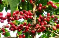 耶加雪菲毕洛雅合作社红樱桃计划咖啡豆风味特点介绍风味描述