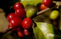 拉斯拉哈斯庄园四大独特蜜处理咖啡豆全面对比风味如何