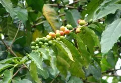 圣伊莲娜庄园咖啡豆水洗波本、日晒波本和蜜处理帕卡马拉风味对比