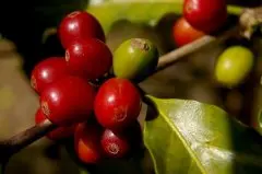 Guatemala HHT Primavera危地马拉春天产区SHB咖啡豆风味描述