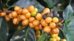 危地马拉SHB咖啡豆美景庄园咖啡豆风味口感特点描述