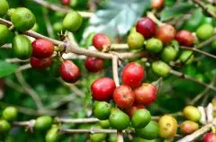 危地马拉薇薇特南果咖啡豆风味特点介绍 危地马拉咖啡冲煮教程