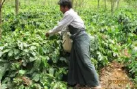尼加拉瓜咖啡豆传奇品种米耶瑞诩家族爪哇尼卡Javanica详细介绍