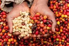平价豆种罗布斯塔（Robusta）咖啡豆今年跌价18% ，咖农惜售囤货