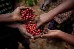 咖啡国际行情低迷，巴西越南咖啡农惜售不出，阿拉比卡今年也跌价