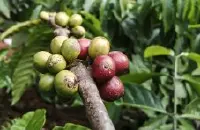 萨尔瓦多咖啡喜马拉雅庄园黑蜜处理帕卡马拉咖啡豆风味特点