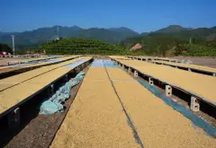 哥斯达黎加咖啡豆Tarrazu产区微型处理厂咖啡豆风味特点介绍