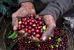 云南咖农收入逐年减少，云南小粒咖啡的困境，请珍惜每一杯咖啡