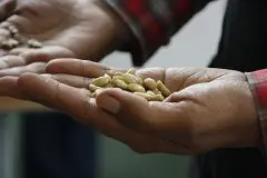 咖啡生豆处理法-水洗处理的酦酵作用以及对咖啡风味的影响