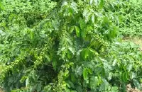 咖啡树自己家里能种吗 先来了解咖啡豆从种植到采摘的全过程！