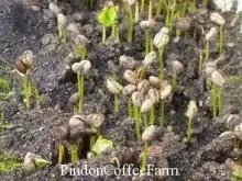 咖啡种植技术：从育苗、定植、遮荫到施肥除草和覆盖的栽培工艺