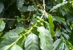 咖啡种植技术：如何让咖啡树快高长大？提高种植成功率？