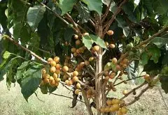 巴西黄波本咖啡品种yellow bourbon coffee起源 波旁咖啡怎么样？