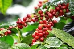 Rwanda Red Bourbon卢旺达红波旁咖啡特点 红波本与黄波本的区别
