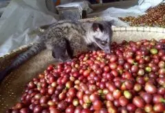 越南麝香猫咖啡的味道 印尼猫屎咖啡与越南麝香猫咖啡有什么区别